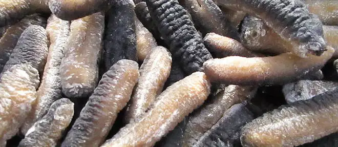 Concombres de mer